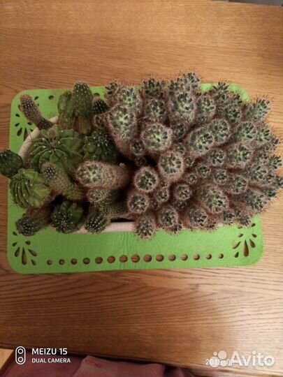 Семейство кактусов