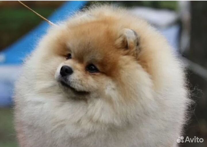 Продам щенков