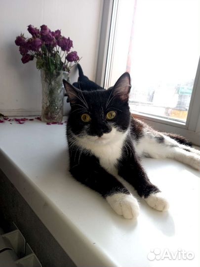 Кошка в дар бесплатно