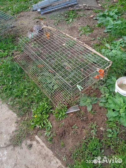 Клетки для перепелов
