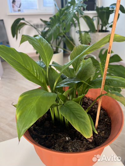 Спатифиллум