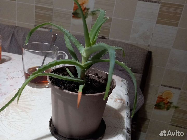 Алоэ лечебный
