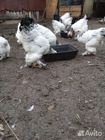 Куры молодки