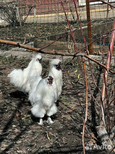 Китайские шелковые петухи