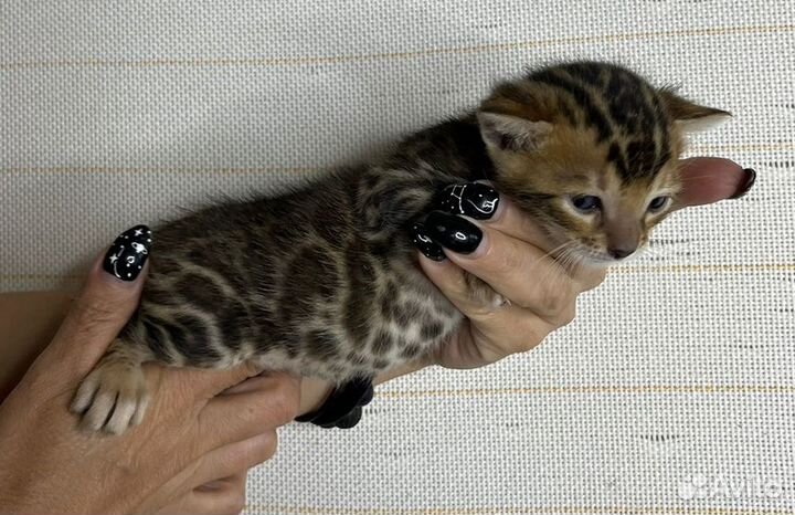 Бенгальские