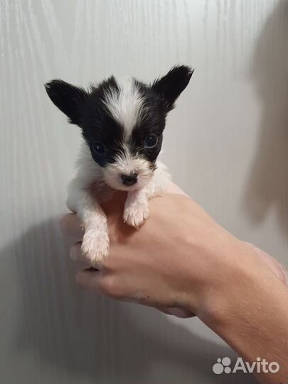 Щенки папийона к резерву