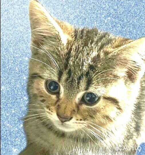 Котёнок мальчик