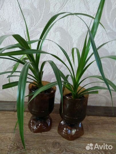 Пальма панданус