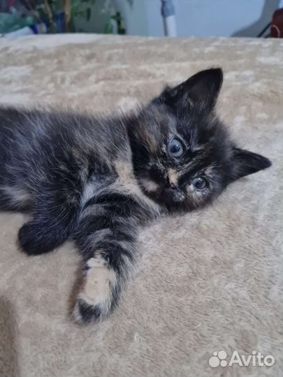 Котик и кошечка