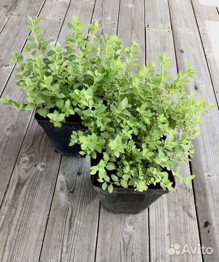 Спирея японская Little Princess