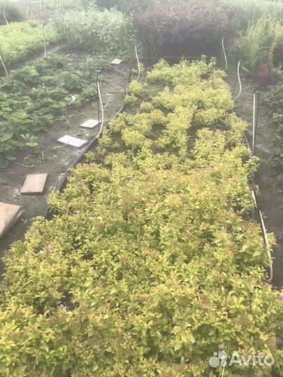 Спирея японская Голден Принцесс