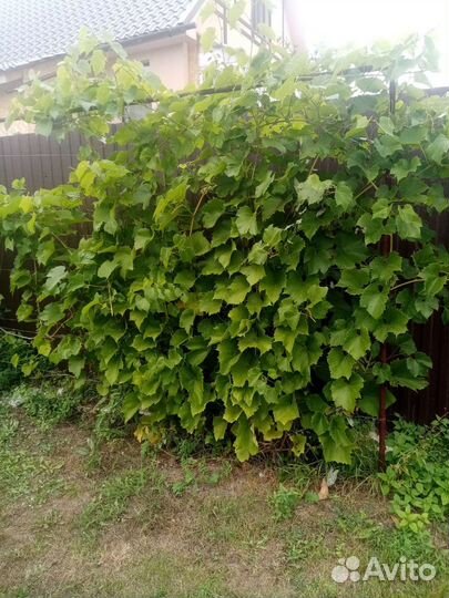 Виноград, саженцы, морозостойкие и укрывные сорта