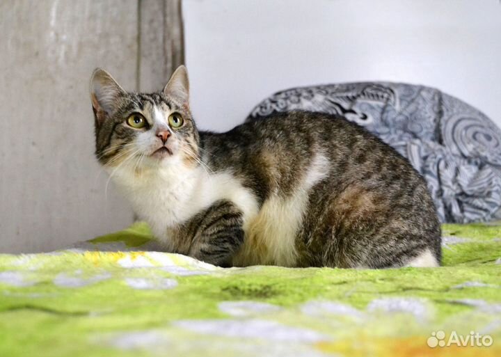 Котик в добрые руки