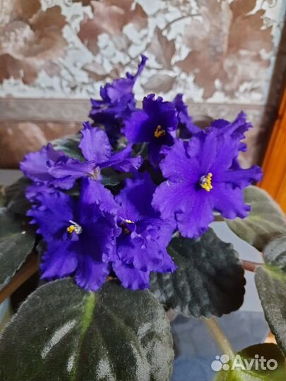 Сортовые фиалки