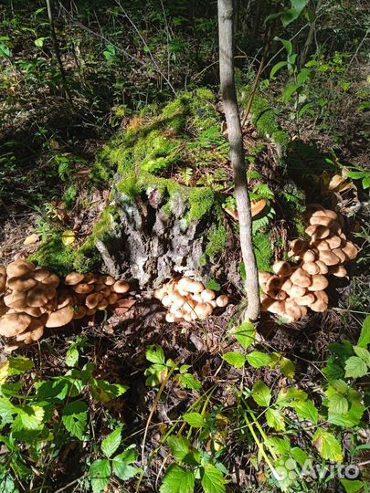 Продам грибы опята