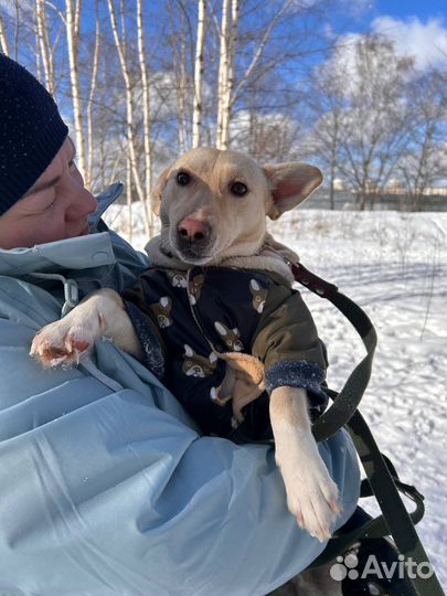 Собаки из приюта ждут вас