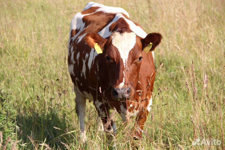 Продаю молоко и молочную продукцию