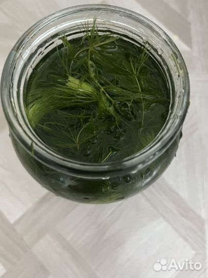 Роголистник в аквариум