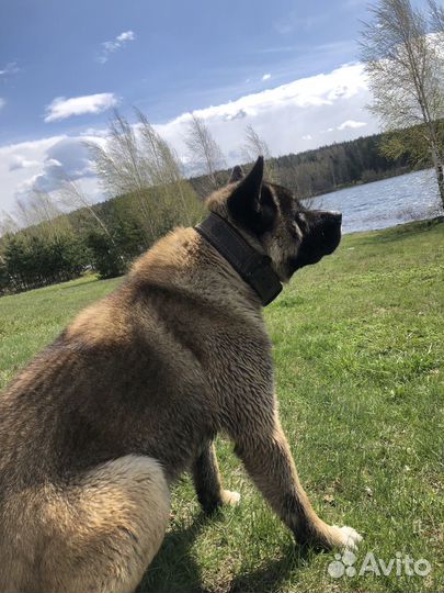 Случка собак