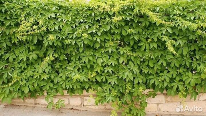 Девичий виноград