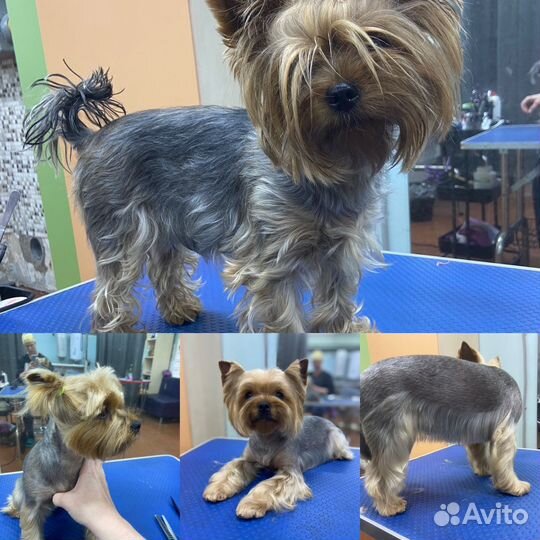 Груминг собак, кошек и др