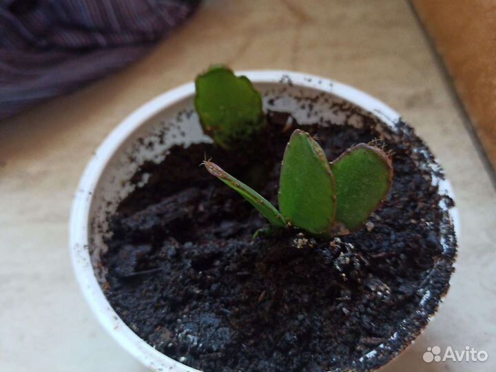 Декабрист шлюмбергера рождественник