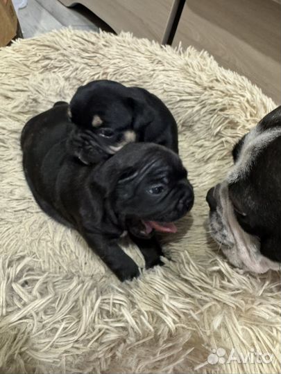 Французский бульдог