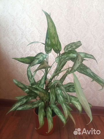 Аглаонема Мария