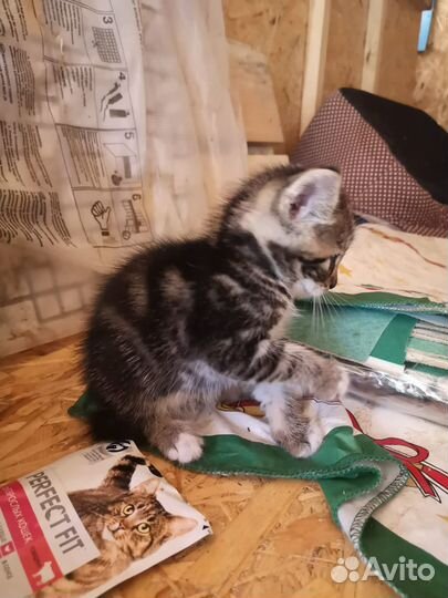 Котята в добрые руки бесплатно