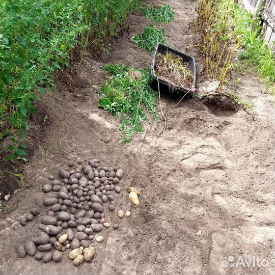 Картофель фиолетовый семенной Гурман