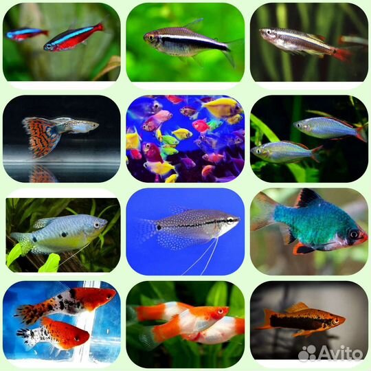 Аквариумные рыбки собственной разводни