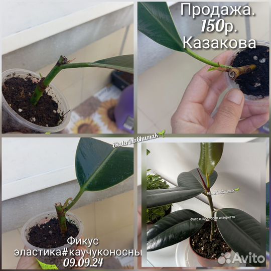 Фикусы, филодендрон, сингониумы