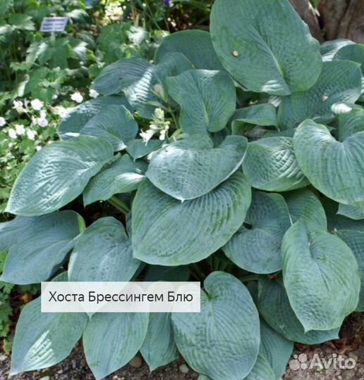 Хосты сортовые