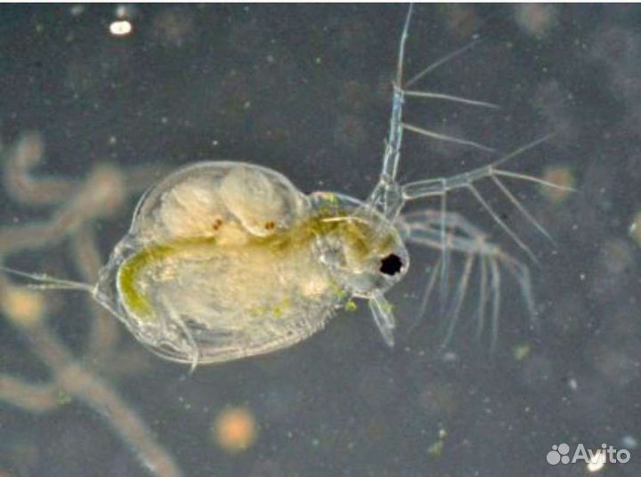 Дафния моина,гамарус тропический, инфузория
