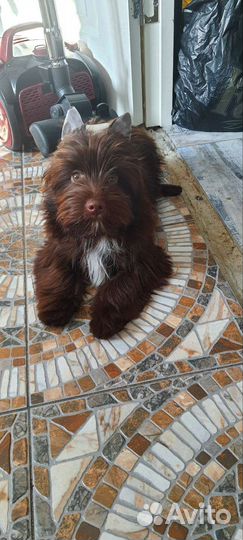 Йоркширский терьер мальчик 11 месяцев