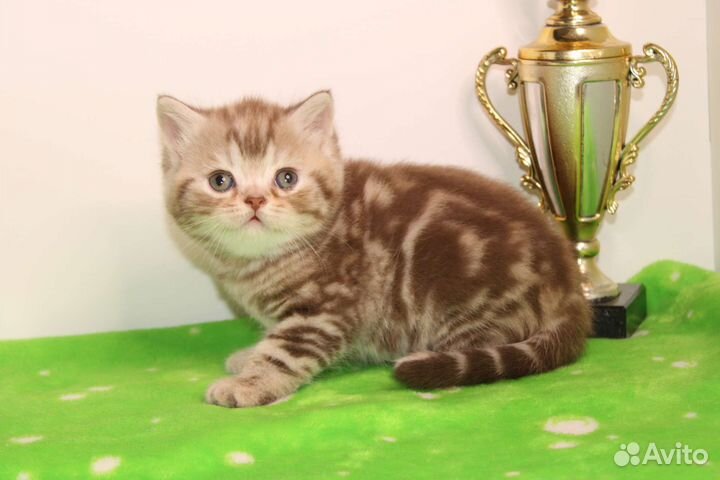 Мрамор шоколадный