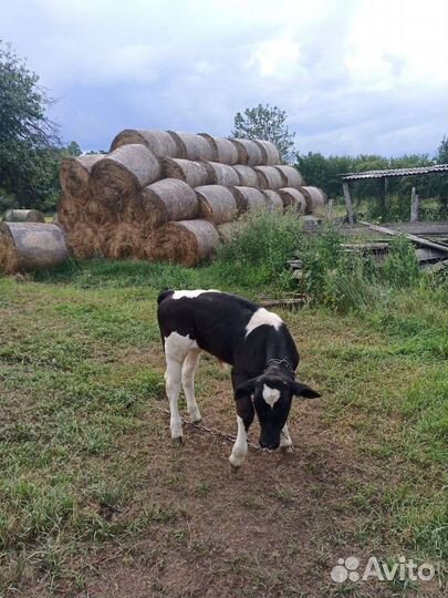 Телята бычки