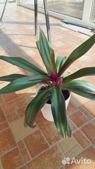 Традесканция ладья моисея