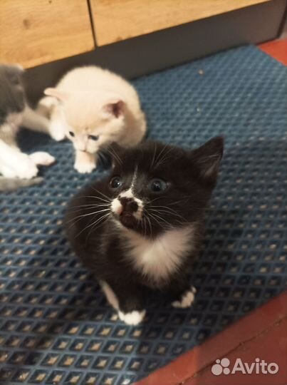 Отдам котят в добрые руки