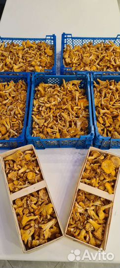 Грибы лисички, свежие, белорусские