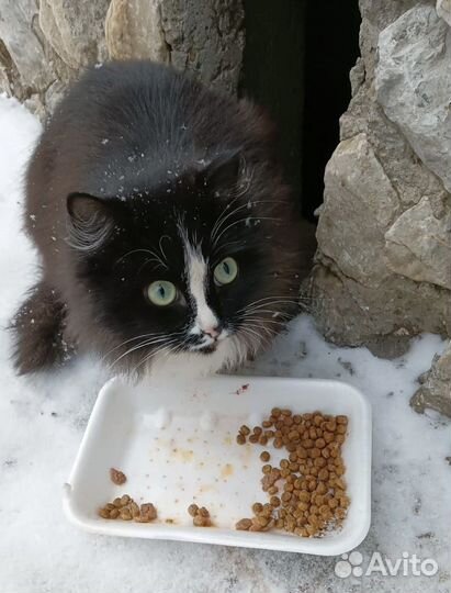 Коты замерзают на улице нужен дом или передержка