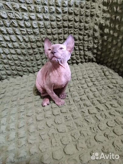 Котята Сфинкс