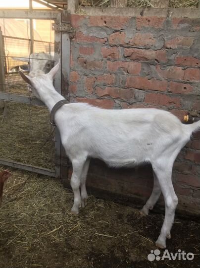 Козлик зааненский