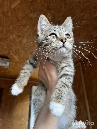 Котёнок Шустрик, в поиске дома