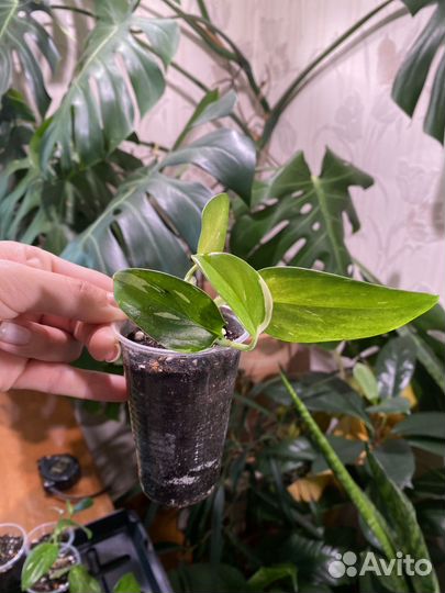 Филодендрон кобра белая