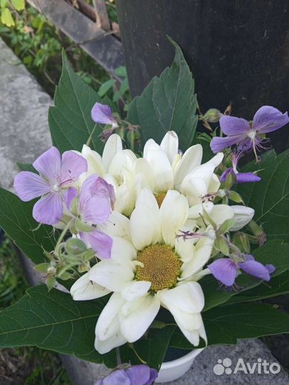 Букет ромашки хризантемы