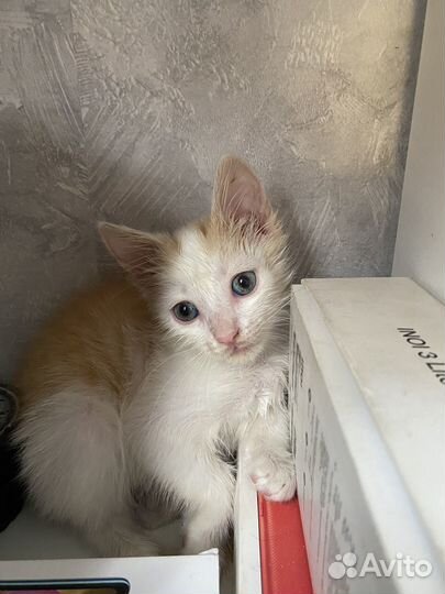 Котенок (котик)