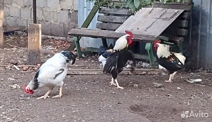 Петухи