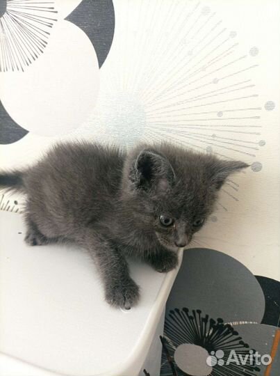 Рыжий котенок в добрые руки