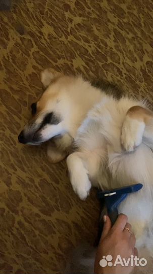 Передержка у кинолога / передержка с дрессировкой